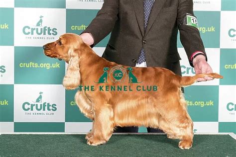 The judge for the Obreedience Competition at Crufts 2022 is Ms S Delaney. . Crufts 2022 cocker spaniel results